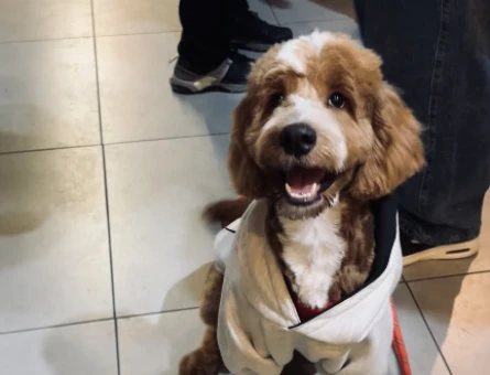 Maltipoo Kaju Dişi Arıyor - 118984214