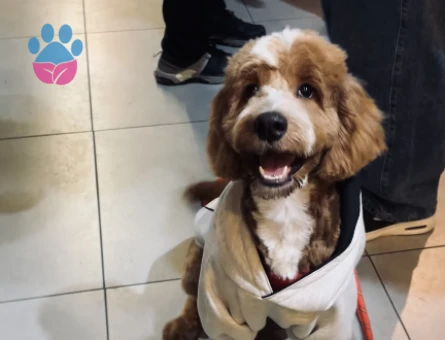 Maltipoo Kaju Dişi Arıyor - 118984214