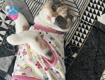 Exotic Shorthair 1 Yaşında Kedim Eş Arıyor - 118984220
