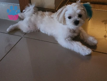 Maltipoo Oğluma Eş Arıyorum - 118984277