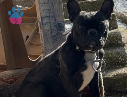 French Bulldog 4 Yaşında Eş Arıyor - 118984294