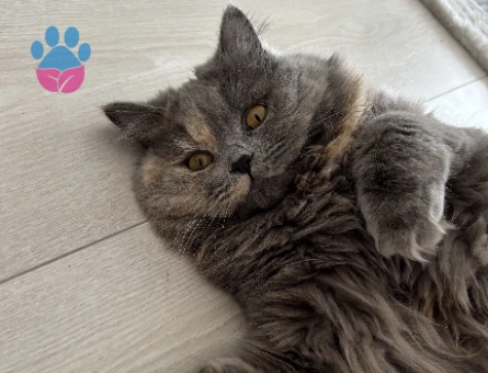 1 Yaşında British Longhair Kedim Eş Arıyor - 118984316