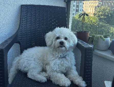 Maltipoo 1 Yaşında Köpeğim Eş Arıyor - 118984371