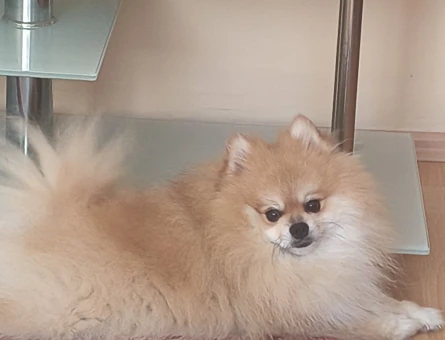 Dişi pomeranian aranıyor ciflestirmek için 3 kg - 118984387