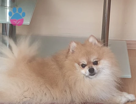Dişi pomeranian aranıyor ciflestirmek için 3 kg - 118984387