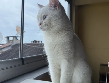 1 Yaşında British Shorthair Kedime Eş Arıyorum - 118984418