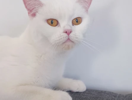 Beyaz British Shorthair 2 Yaşında Eş Arıyor - 118984431