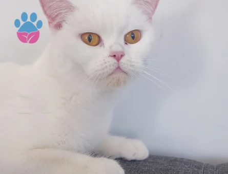 Beyaz British Shorthair 2 Yaşında Eş Arıyor - 118984431