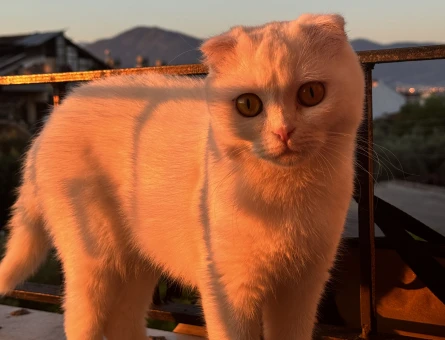 Scottish Fold 1 Yaşında Dişi Kızgınlıkta - 118984446