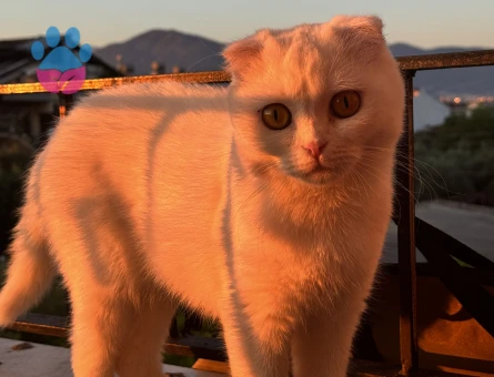 Scottish Fold 1 Yaşında Dişi Kızgınlıkta - 118984446