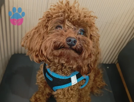Toy poodle 1 yaşında erkek - 118984458
