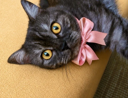British Shorthair Bal gözlü kızımıza Eş arıyoruz - 118984460