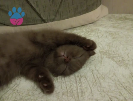 Scottish Fold Kedim Dişi Eş Arıyor - 118984519