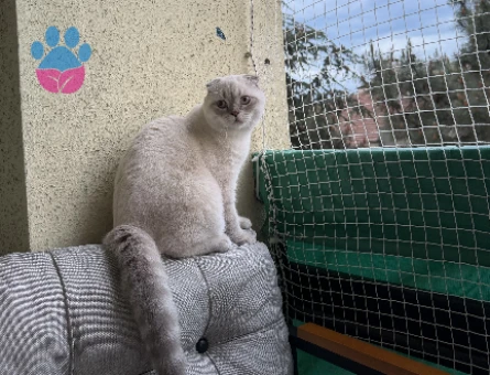 10 aylık scottish fold erkek - 118984545