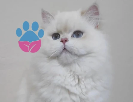 British longhair Yakışıklı Asil Safkan Beyaz oğlum - 118984551