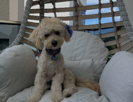 Maltipoo Simba Çiftleşme İlanı - 118984569