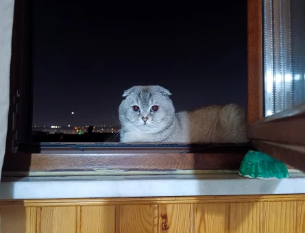Scottish Fold 1 Yaşında Eş Arıyor - 118984572