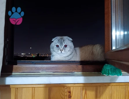 Scottish Fold 1 Yaşında Eş Arıyor - 118984572