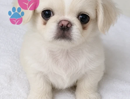8 aylık erkek beyaz pekingese oğluma eş arıyorum - 118984574