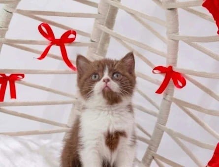 cinnamon bicolor british shorthair - 118984581