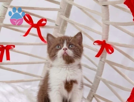 cinnamon bicolor british shorthair - 118984581