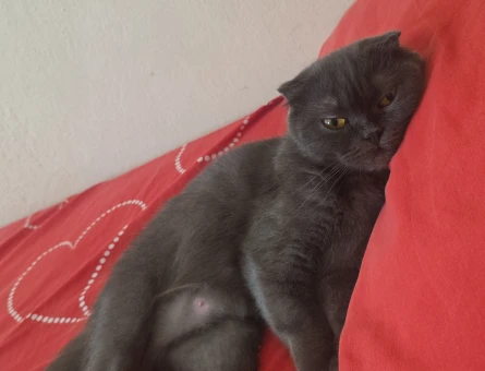 Scottish Fold Prensesime Damat Arıyoruz - 118984587