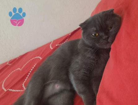 Scottish Fold Prensesime Damat Arıyoruz - 118984587