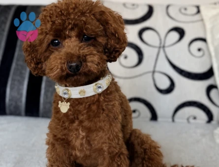 Toy Poodle Minik Eş Arıyor - 118984613