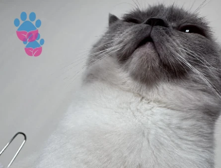 British Shorthair Oğluma Eş Arıyorum - 118984644