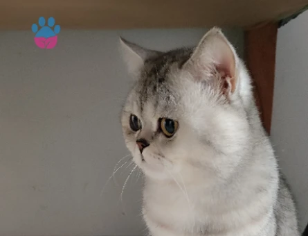 British Shorthair Duma Eş Arıyorum - 118984650
