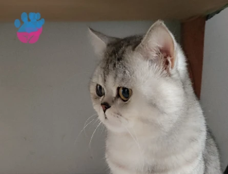 British Shorthair Duma Eş Arıyorum - 118984650