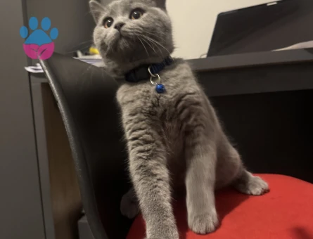 British Shorthair Ponçiğim Eş Arıyor - 118984654