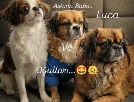 CAN DOSTUMUZA EŞ ARIYORUZ ✨ - 118984709