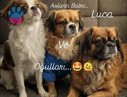 CAN DOSTUMUZA EŞ ARIYORUZ ✨ - 118984709