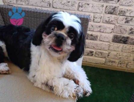 Shih tzu es ariyoruz - 118984715