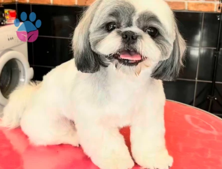 Shih Tzu 1 Yaşında Kızıma Eş Arıyorum - 118984762