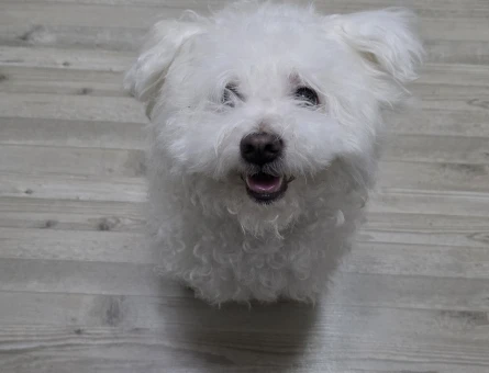 Maltese Terrier Prensime prenses arıyorum - 118984841