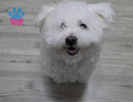 Maltese Terrier Prensime prenses arıyorum - 118984841