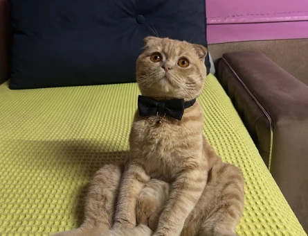 Scottish Fold Oğluma Brtish Oğluma Eş Arıyorum - 118984860
