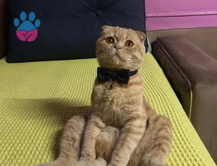 Scottish Fold Oğluma Brtish Oğluma Eş Arıyorum - 118984860