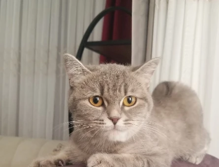 Dişi Tabby kedime eş arıyoruz - 118984889