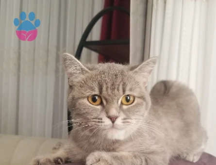 Dişi Tabby kedime eş arıyoruz - 118984889