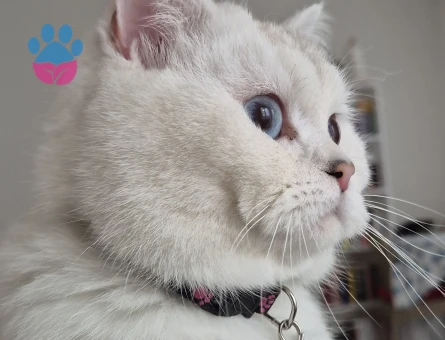 British Shorthair Dünyalar Güzeli Kızım Eş Arıyor - 118984904