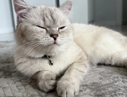 British Shorthair Güzel kızımıza eş arıyoruz - 118985039