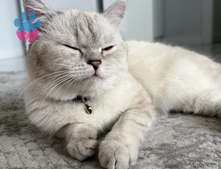 British Shorthair Güzel kızımıza eş arıyoruz - 118985039
