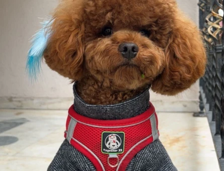 Toy Poodle Olli 2 Yaşında Eş Arıyor - 118985072