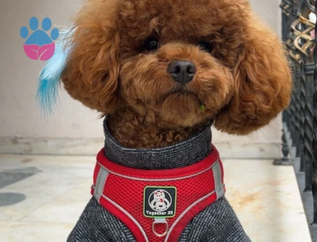 Toy Poodle Olli 2 Yaşında Eş Arıyor - 118985072