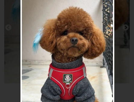 Toy Poodle Olli 2 Yaşında Eş Arıyor - 118985072