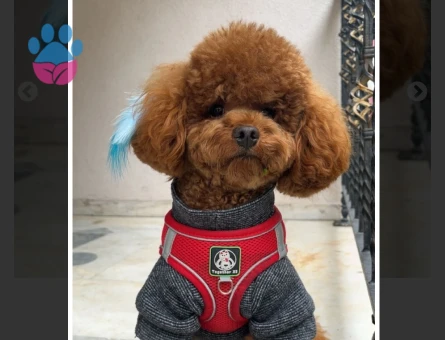 Toy Poodle Olli 2 Yaşında Eş Arıyor - 118985072