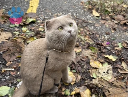Scottish Fold Cinsi Oğlumuza (Bulut) Kız Arıyoruz - 118985084